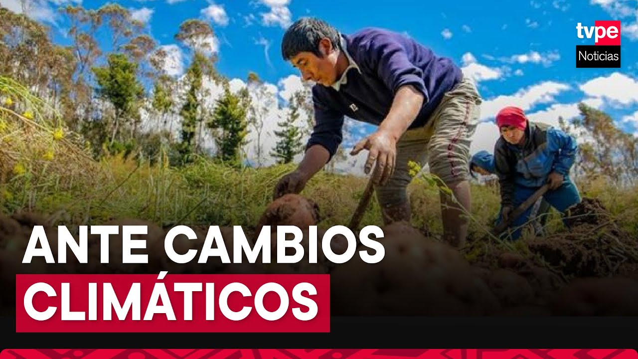 Midagri reactiva seguro agrícola y cofinanciado para productores peruanos
