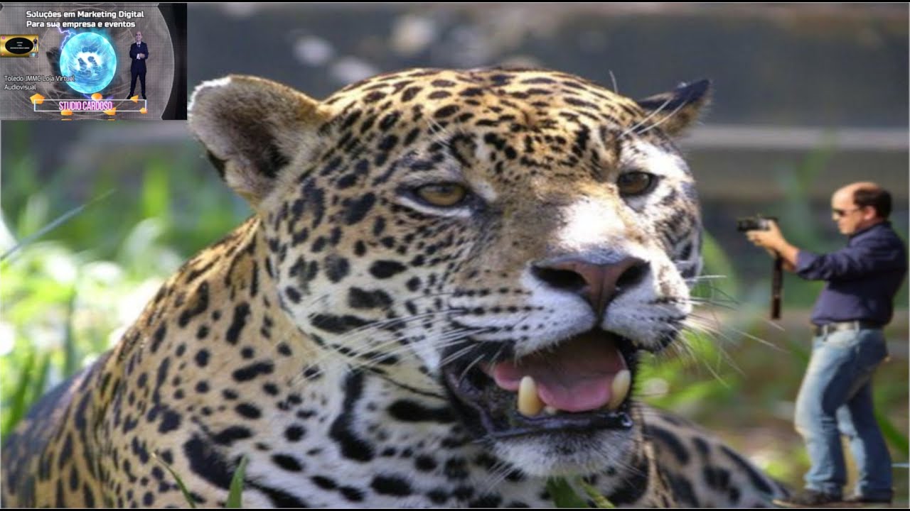 ANIMAIS DA FAUNA DO PANTANAL MATOGROSSENSE E PARANAENSE MUNDO EM FOTO