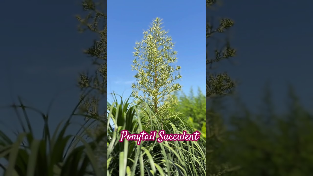 Rare Succulent Beautiful and  Flowering  #shorts #plants #succulent #plantitasandplantitos