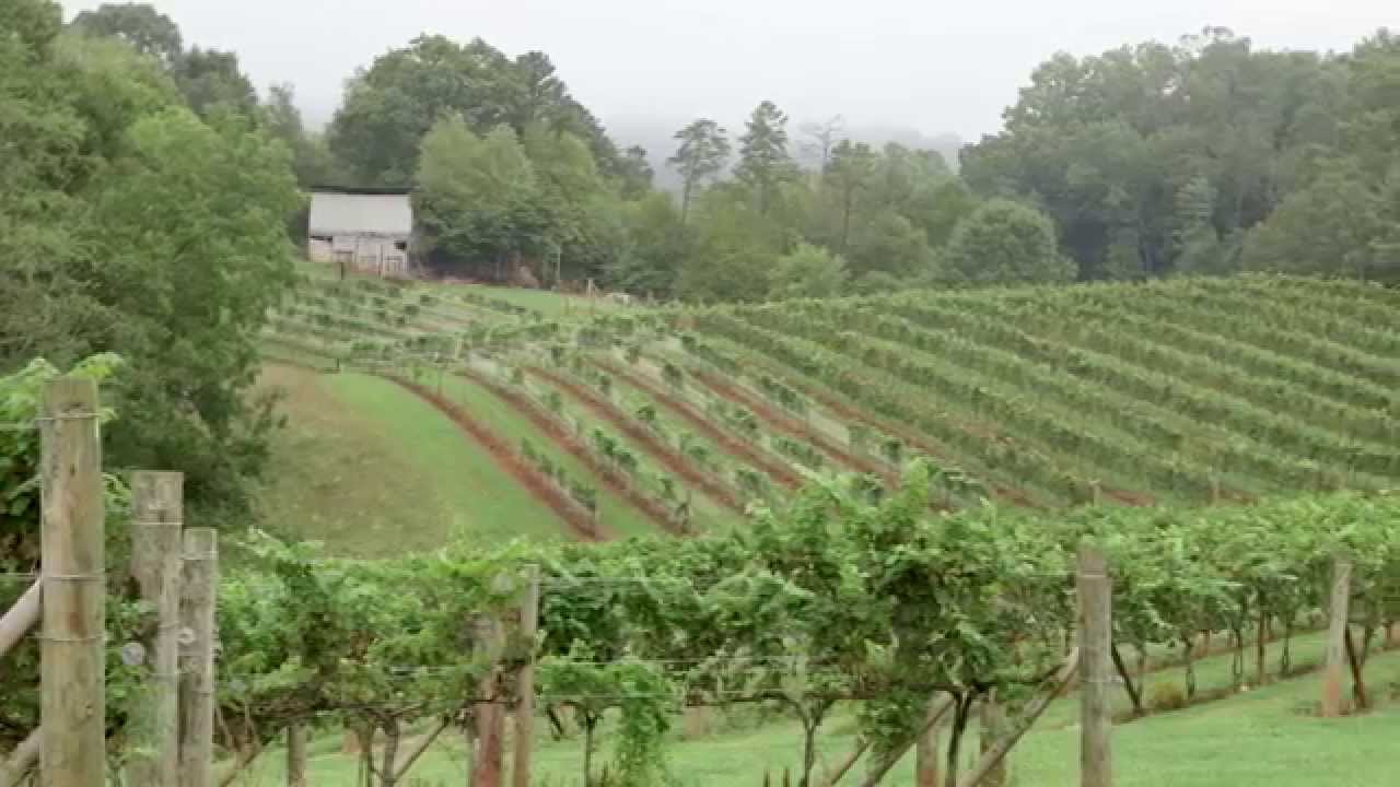 Jeff Frisbee - Addison Farms Vineyard in Leicester, NC