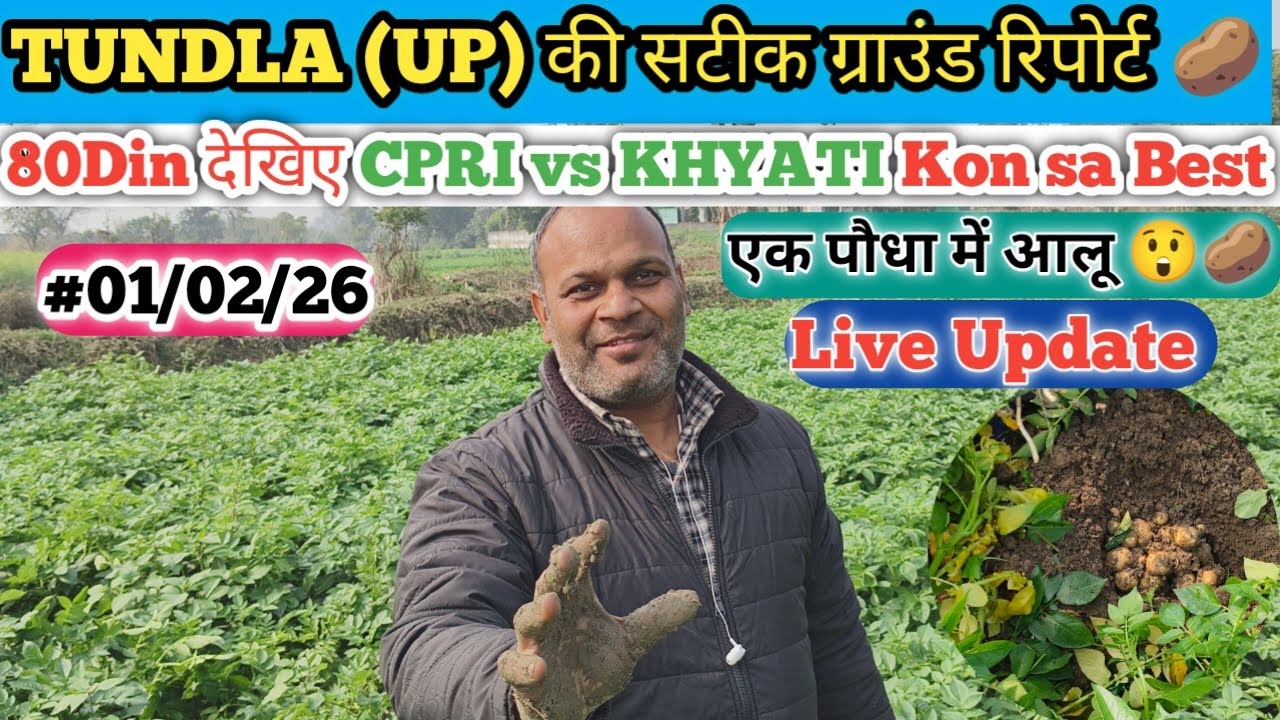 देखिए आज की ग्राउंड रिपोर्ट cpri vs ख्याति 80 Din पर कैसा निकल रहा 🥔 एक पौधा में चौंकाने वाली ख़बर 😲