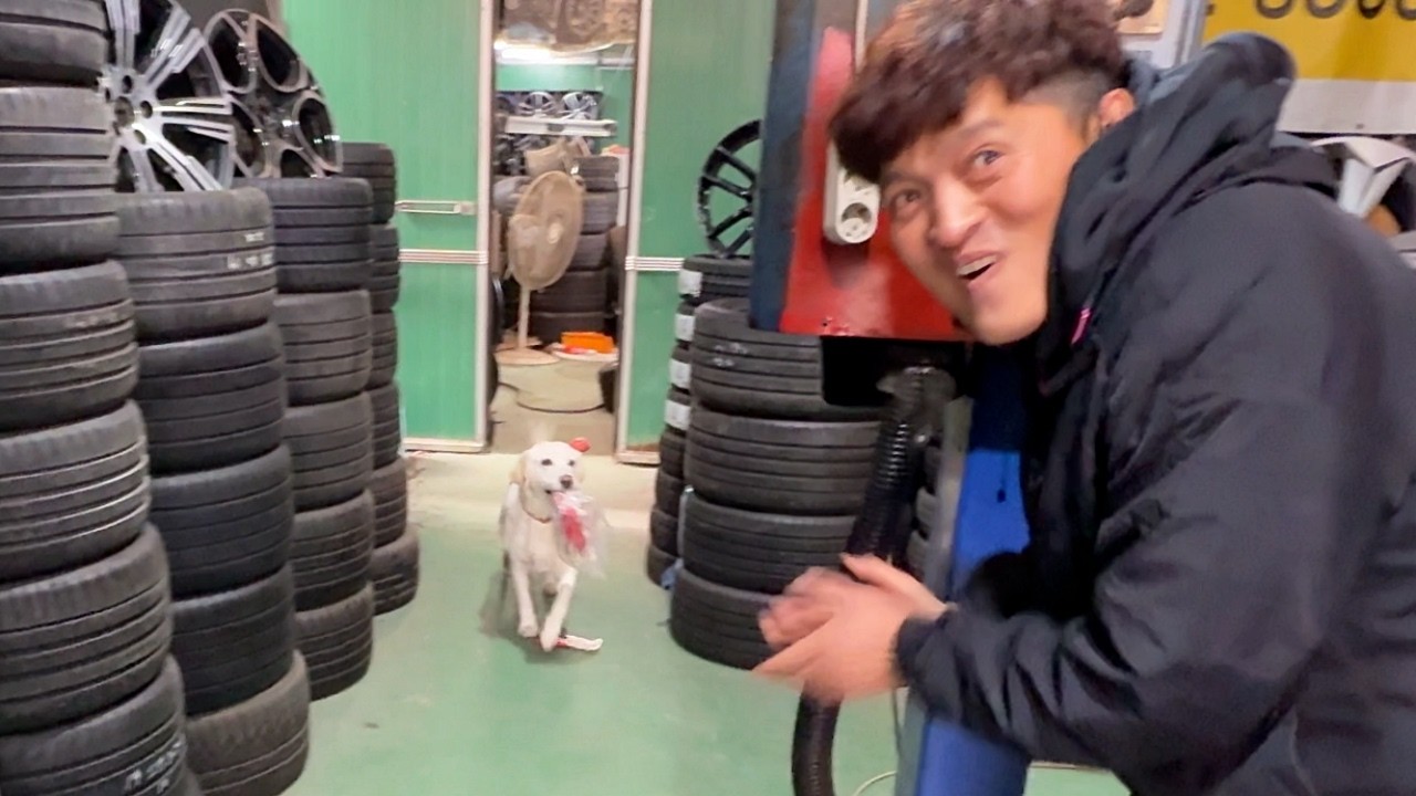 5만 원에 데려온 리트리버의 요즘 근황