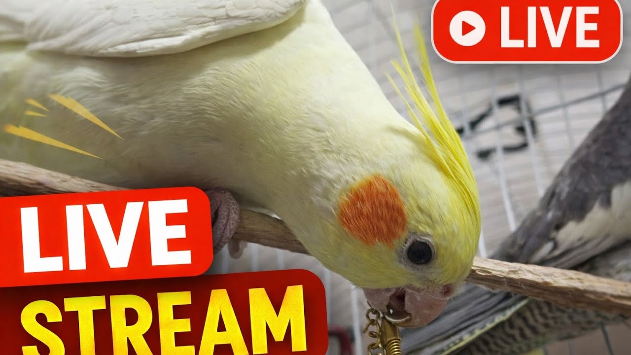 بث مباشر طيور الكوكتيل 🐦 | Cockatiel Live Stream HD – أصوات طبيعية واسترخاء