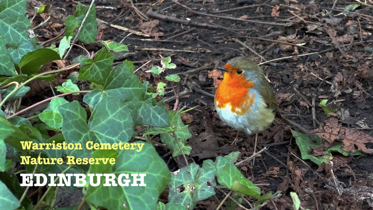 A Heavenly Day In Edinburgh at Warriston Cemetery Nature Reserve, Edinburgh, Scotland