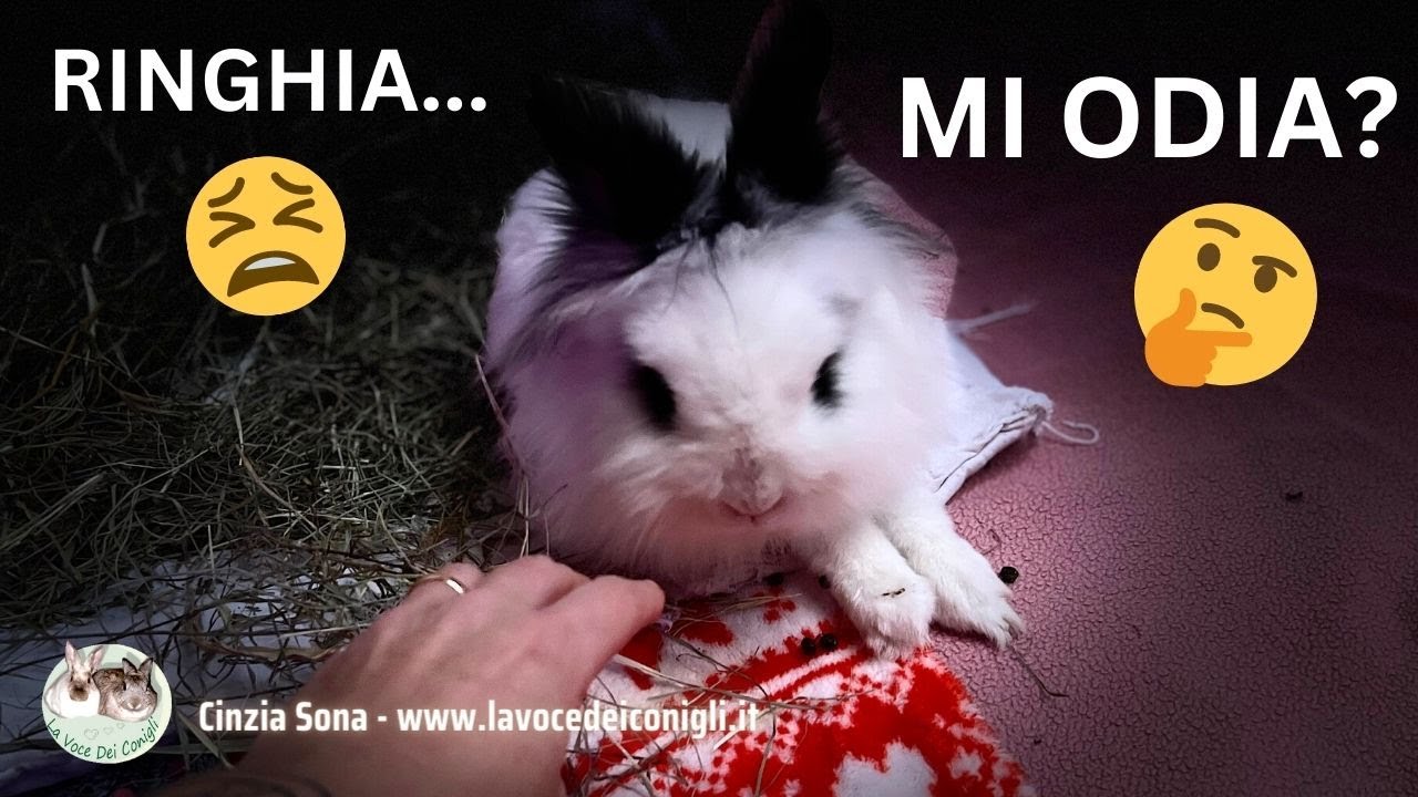Perchè IL CONIGLIO ringhia?