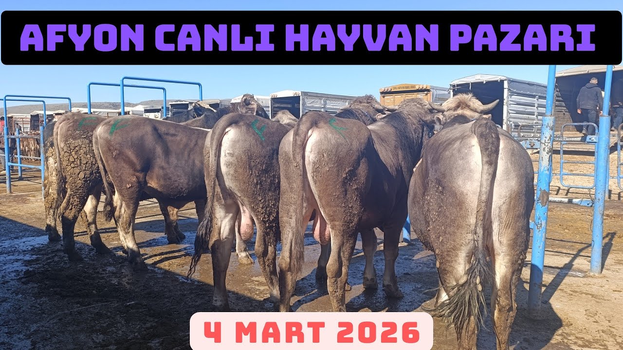 AFYON ÇAYIRBAĞ CANLI HAYVAN PAZARI 4 MART 
