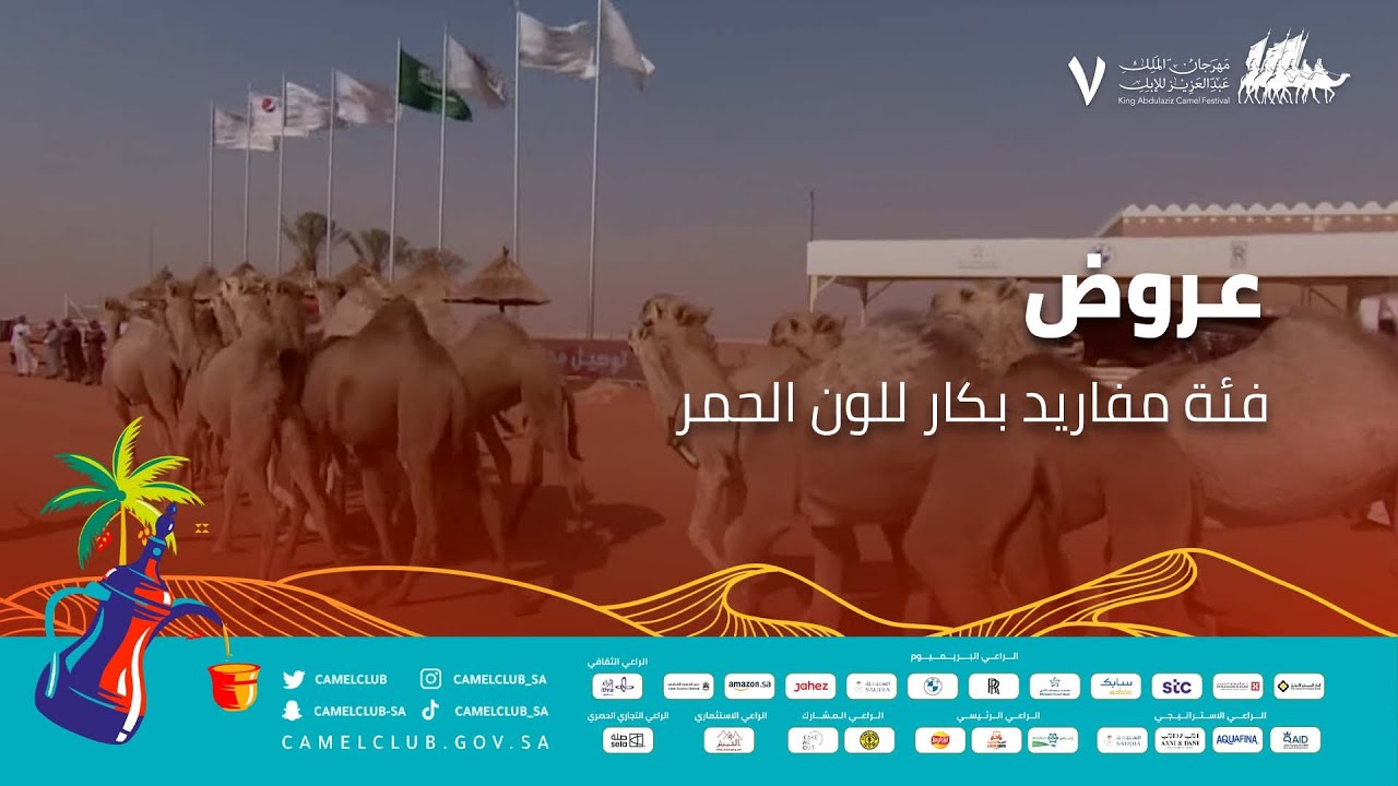 عروض فئة مفاريد بكار للون الحمر #مهرجان_الملك_عبدالعزيز_للإبل7  #همة_طويق