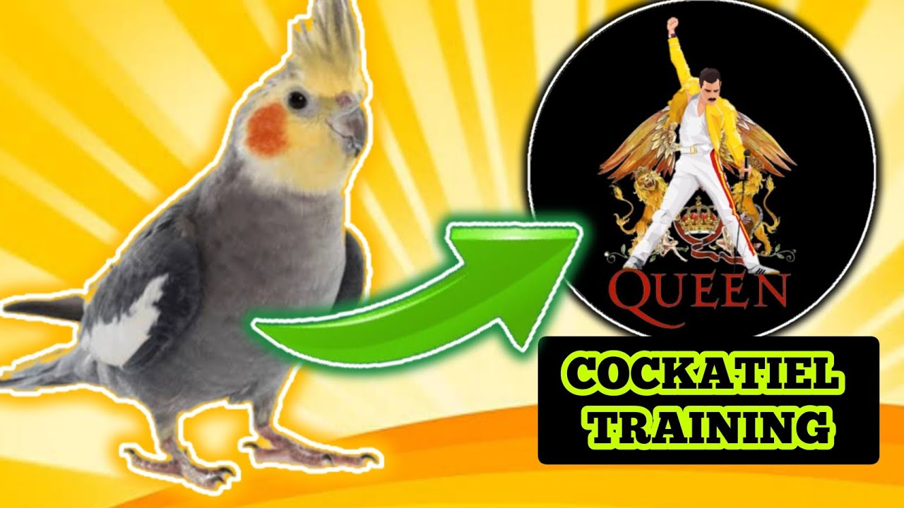 Cockatiel singing - Another one bites the dust - Queen (COCKATIEL WHISTLE TRAINING)