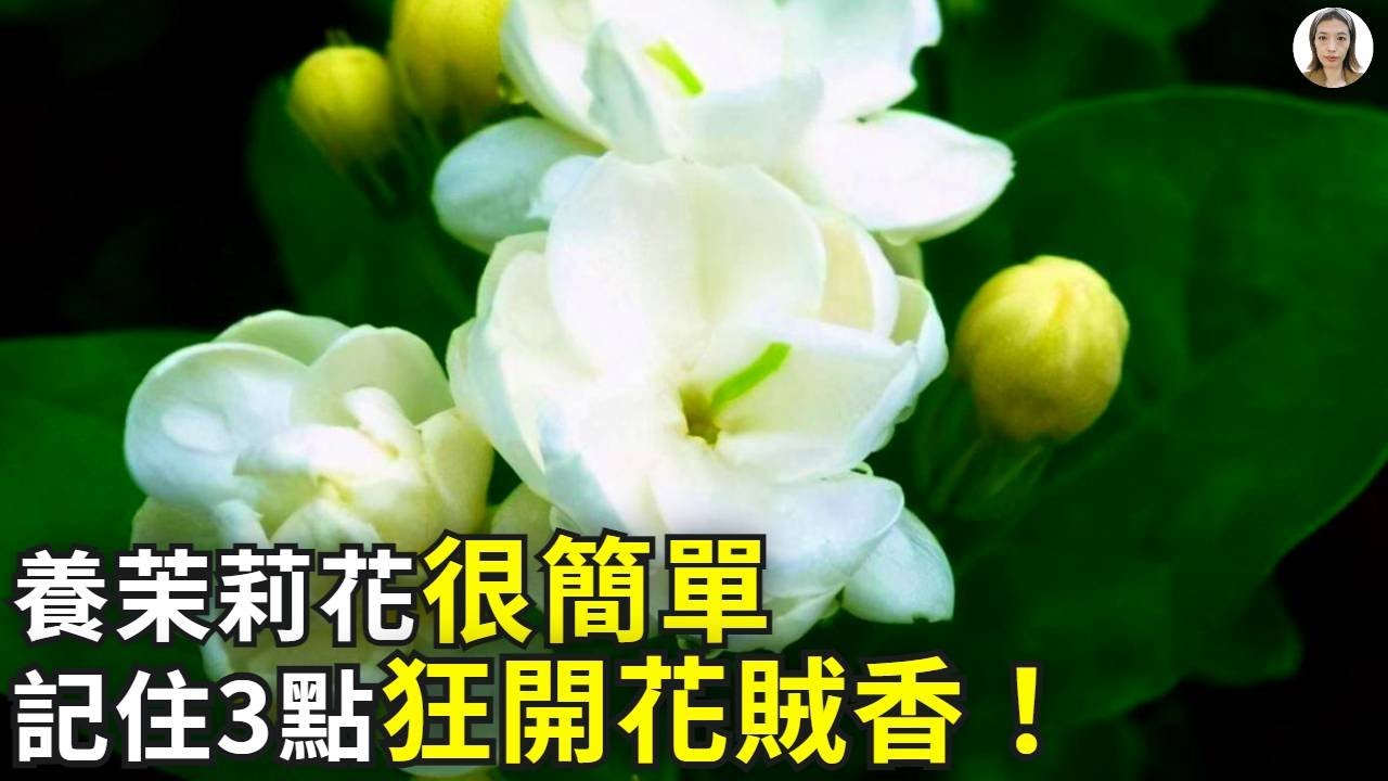 茉莉花養護，記住12個字，種一顆活一顆，棵棵開花100朵花香滿屋|jasmine plant|花花世界