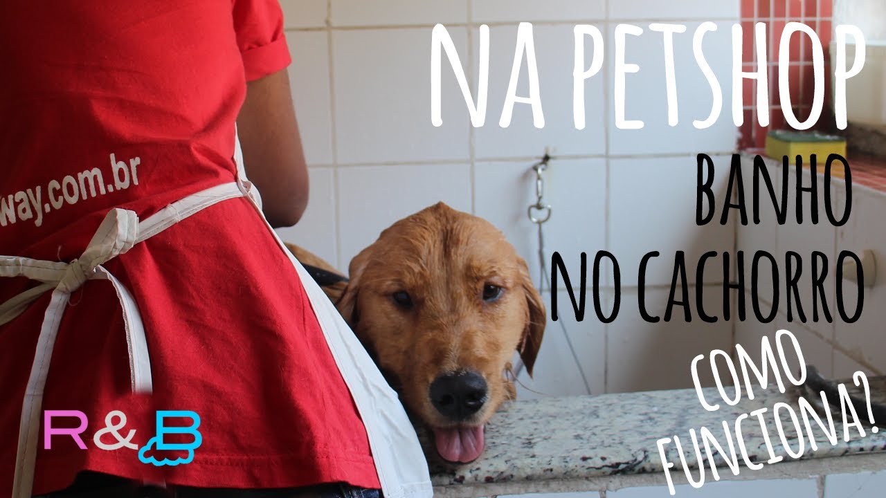 GOLDEN RETRIEVER BANHO na PETSHOP