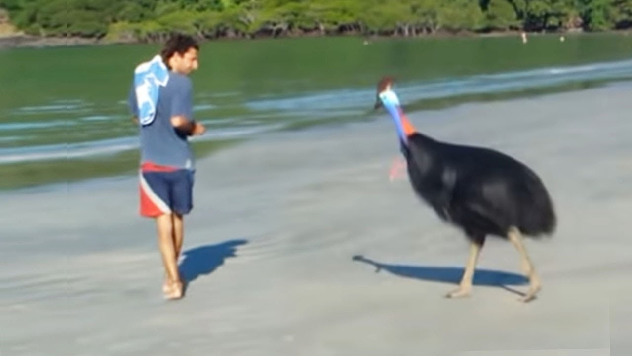 Казуар против человека (графика)