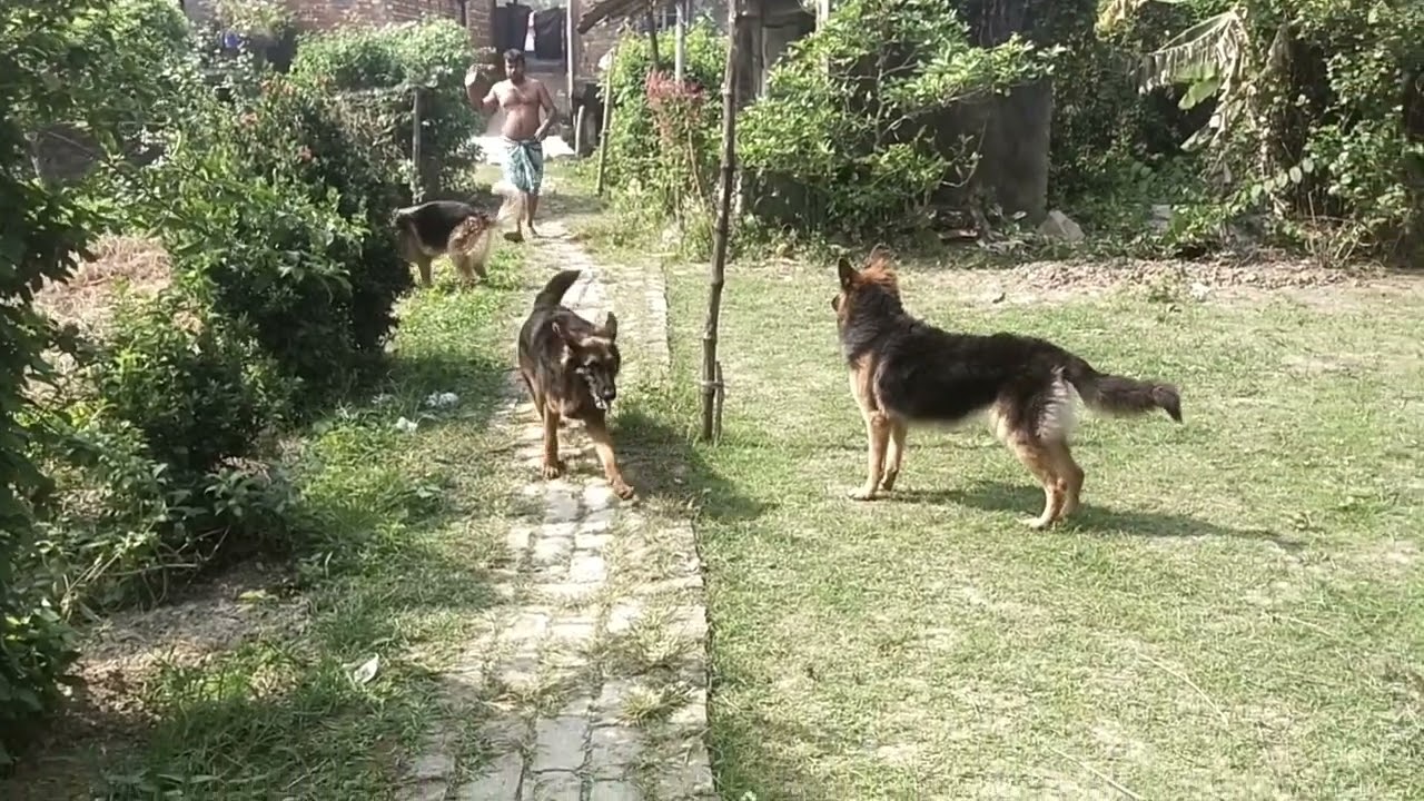 #followers #germanshepherd #vlog #doglife #dogplaying #lifestyle #goodmorning 