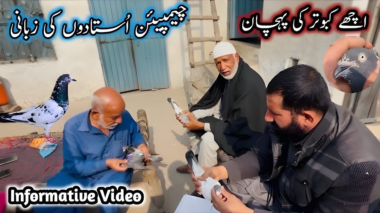 Achhay Kabutar Ki Pehchan | Very Informative Video | Sheikhoo Pigeons Club