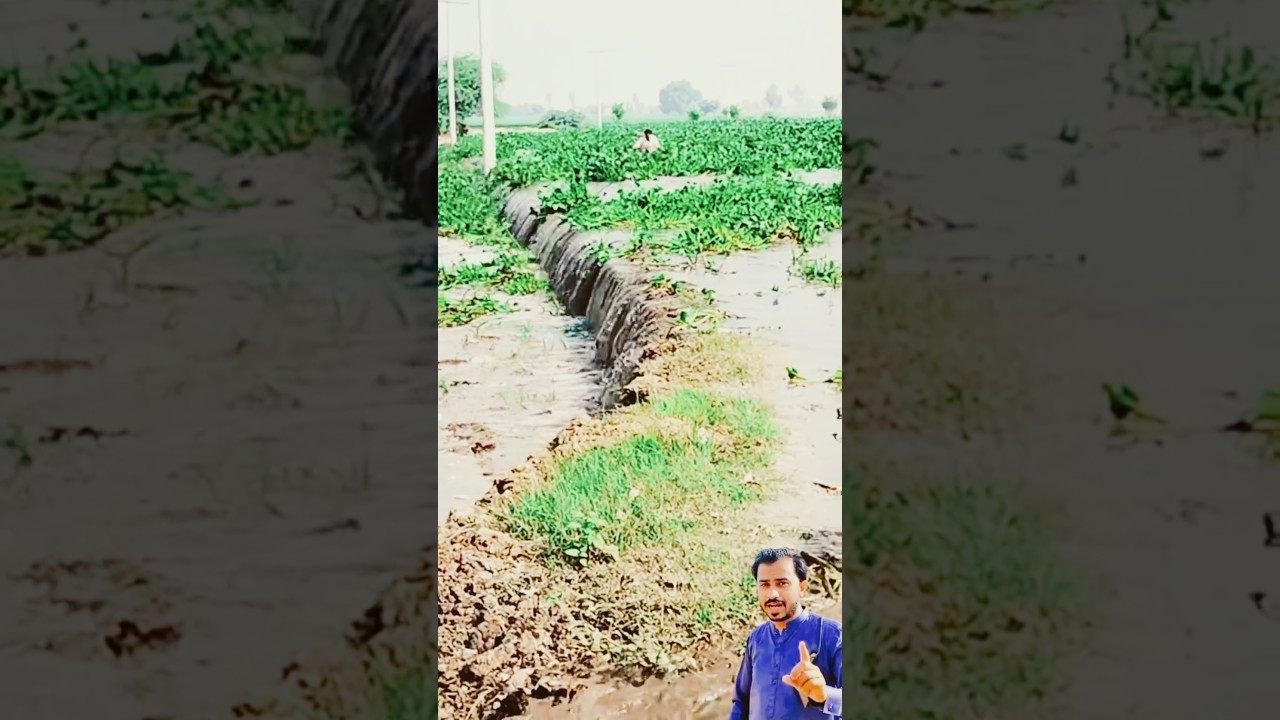floodwaters are dragging man away 😪 | #shorts #ytshorts #shortvideo