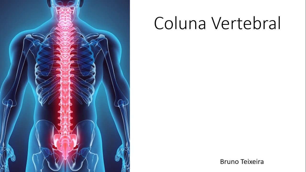 Coluna Vertebral - Parte 2 - V&eacute;rtebra T&iacute;pica