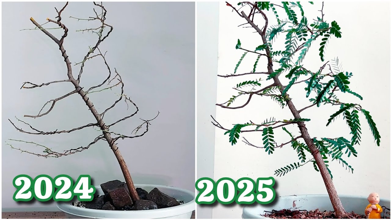 Working On my Tamarind / Imli Training Bonsai After 1 Year