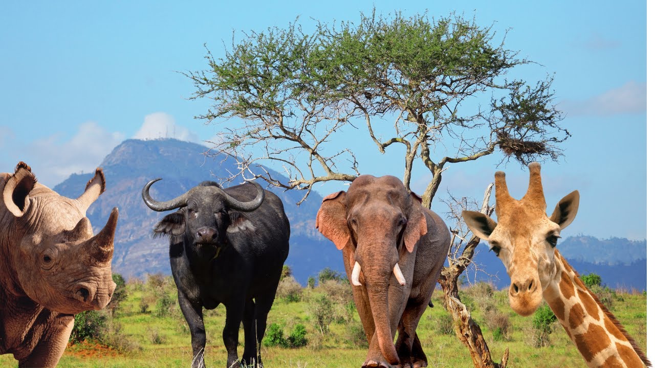 Large and Iconic Herbivores of the African Savannah | Fixo TV |