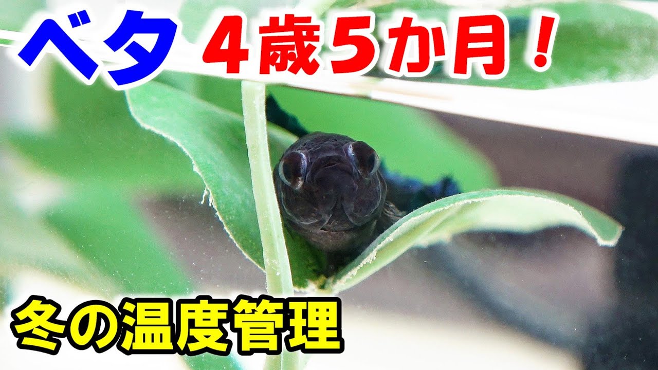 【ベタの繁殖】生後4歳5か月！冬の水温管理の仕方！【bettafishbreed】
