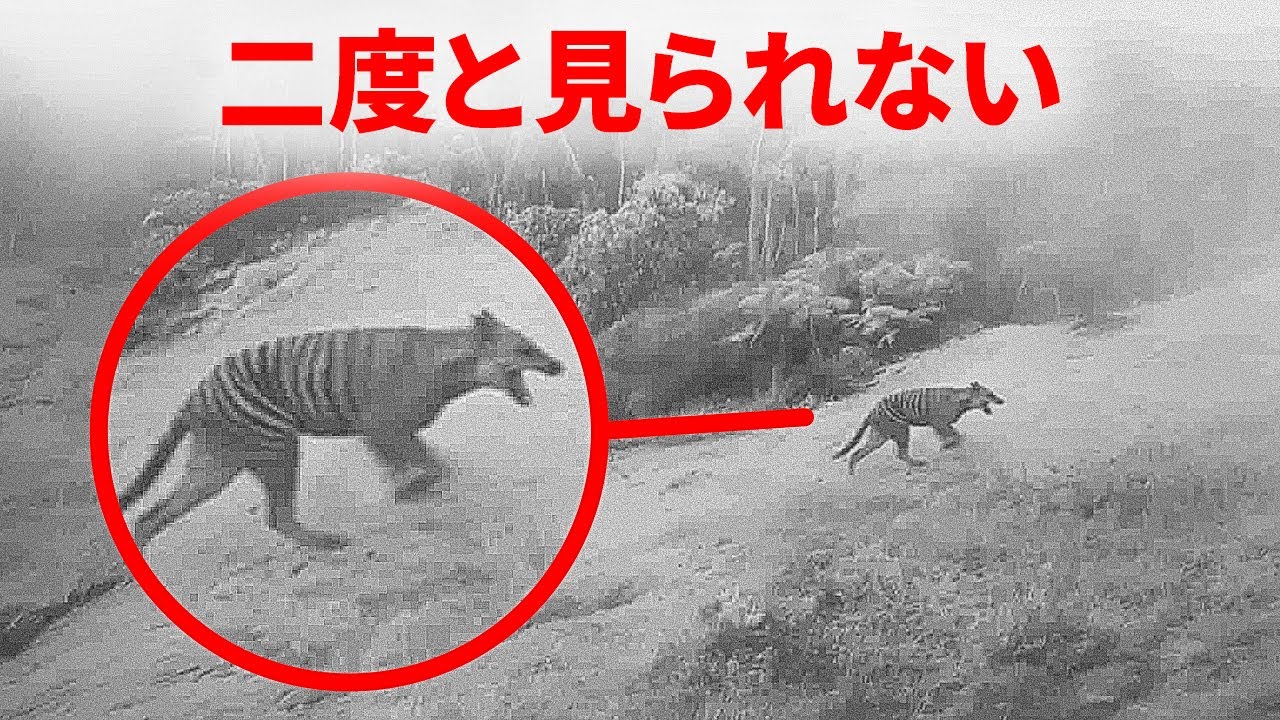 絶滅種との最後の記録された出会い