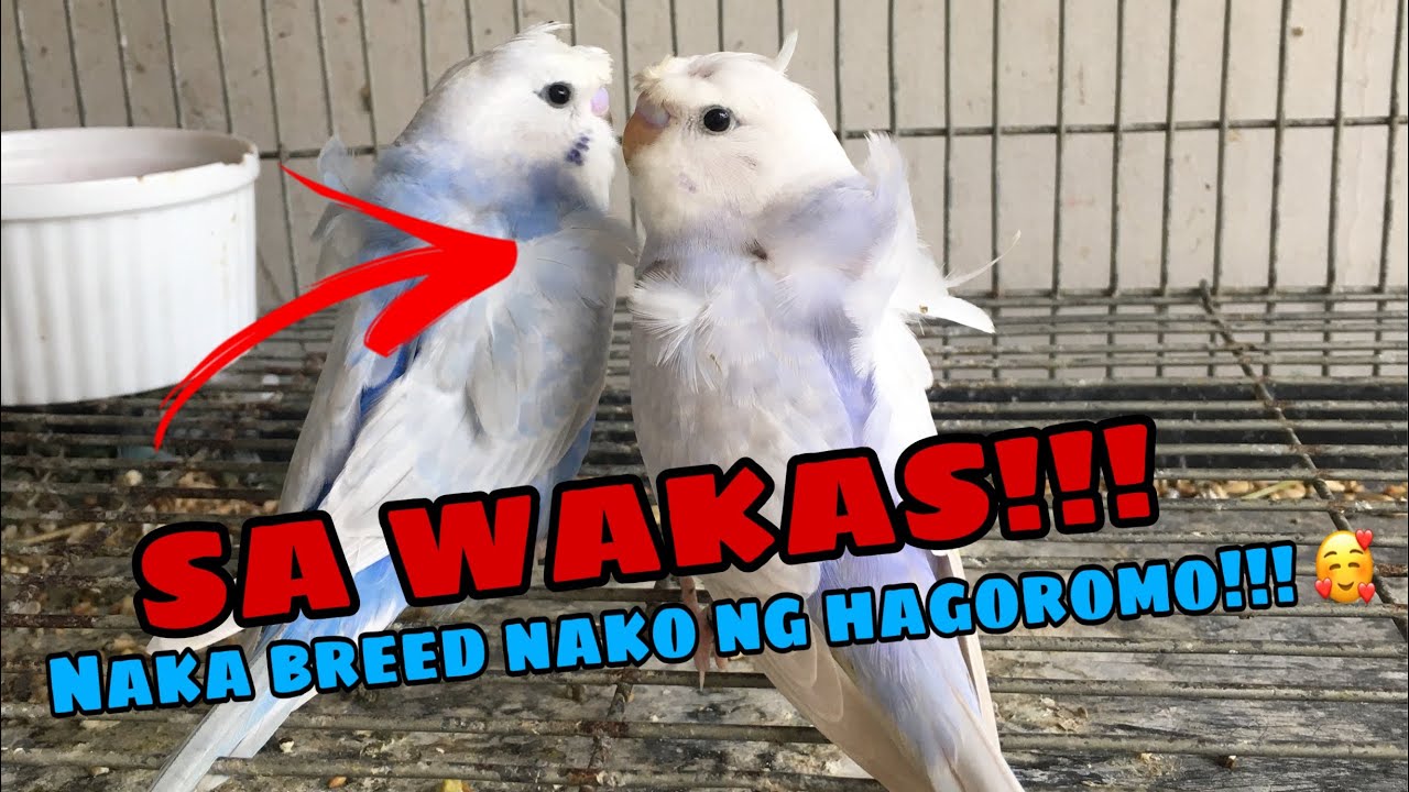 BIRD UPDATE DITO SA ATING AVIARY | HAGOROMO?? | KFA