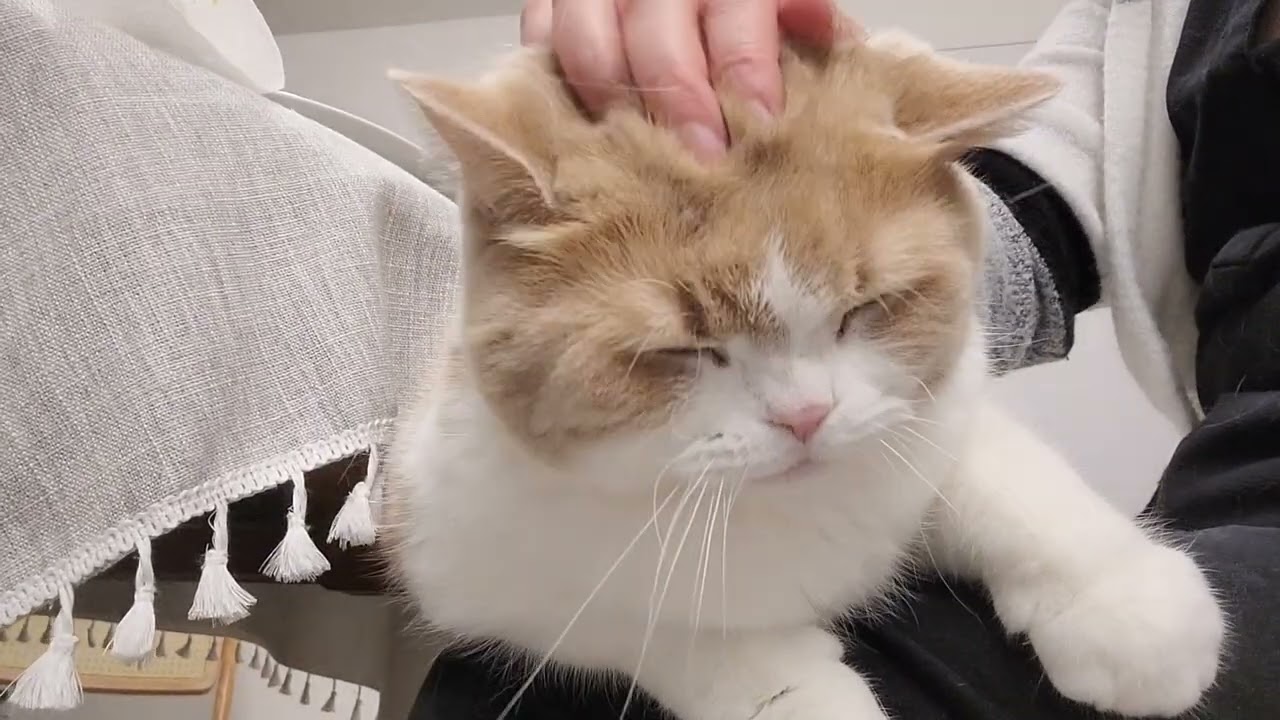 More lap time with Fig