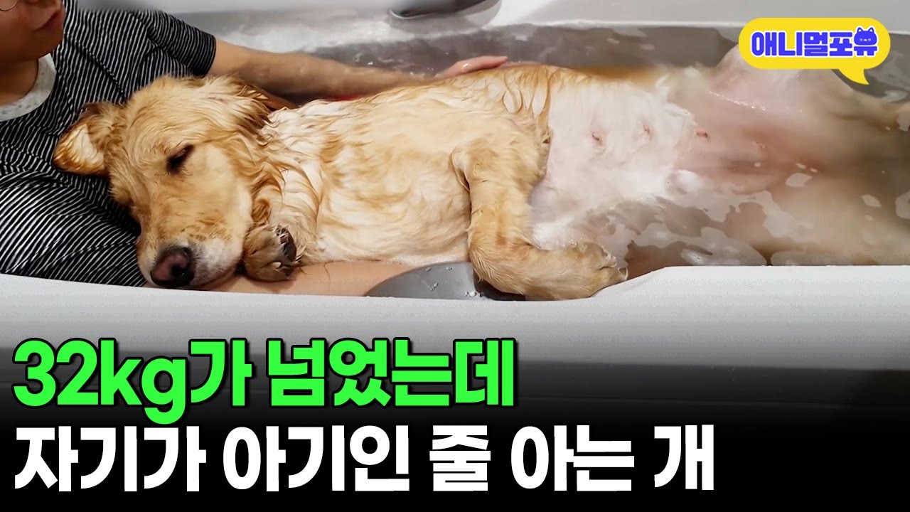 왕 크니까 왕 귀엽다! 아직 아기라고 착각하는 대형견ㅋㅋㅋㅣKBS 무한리필 샐러드 200508 방송