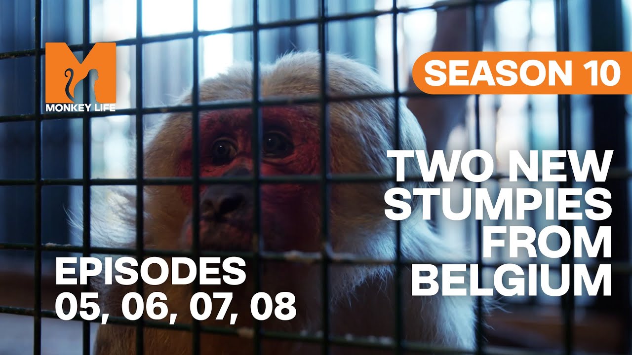 Rescuing Two New Stumpies in Monkey Life | S10 E05, 06, 07 & 08 | Full Episodes