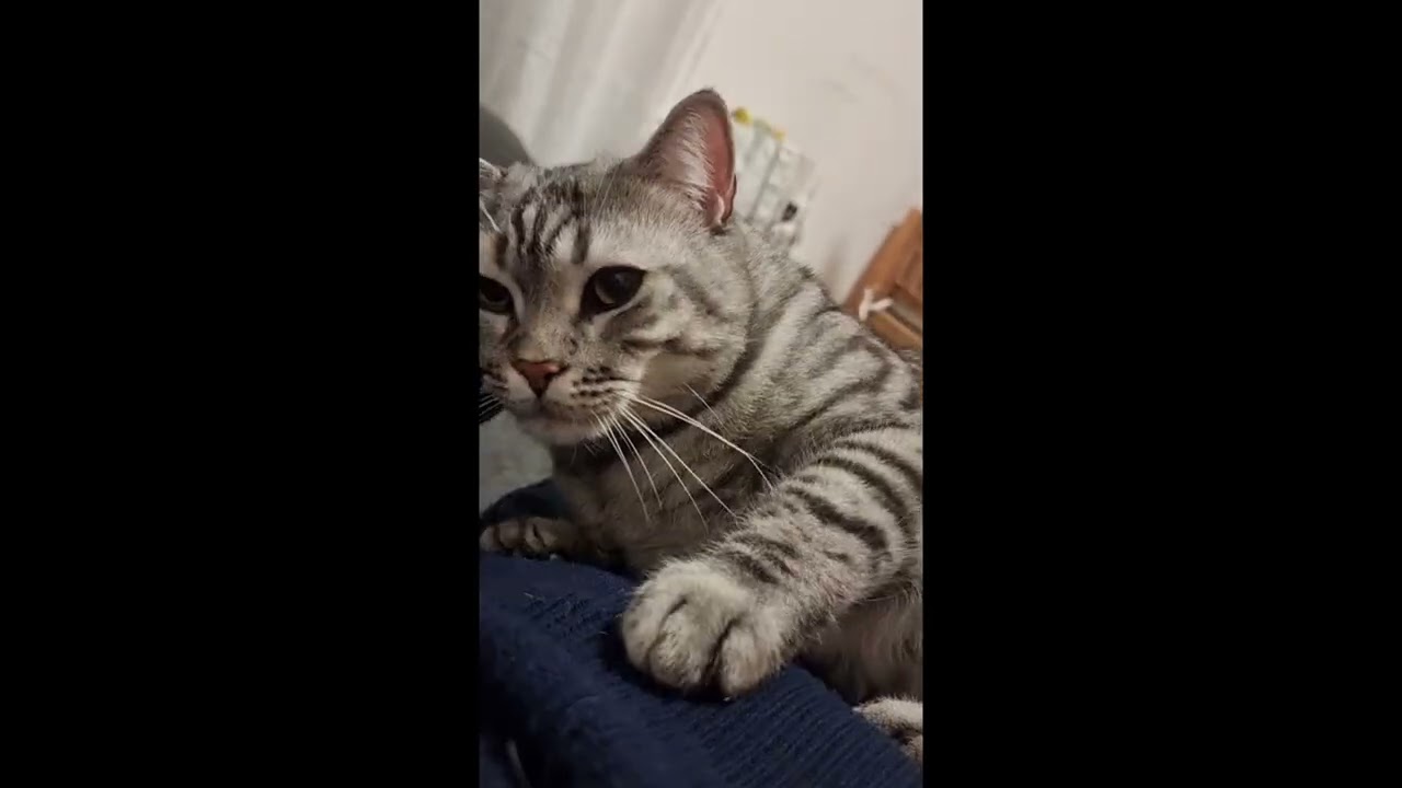 Soft Petting, Loud Purrs, Instant Sleep