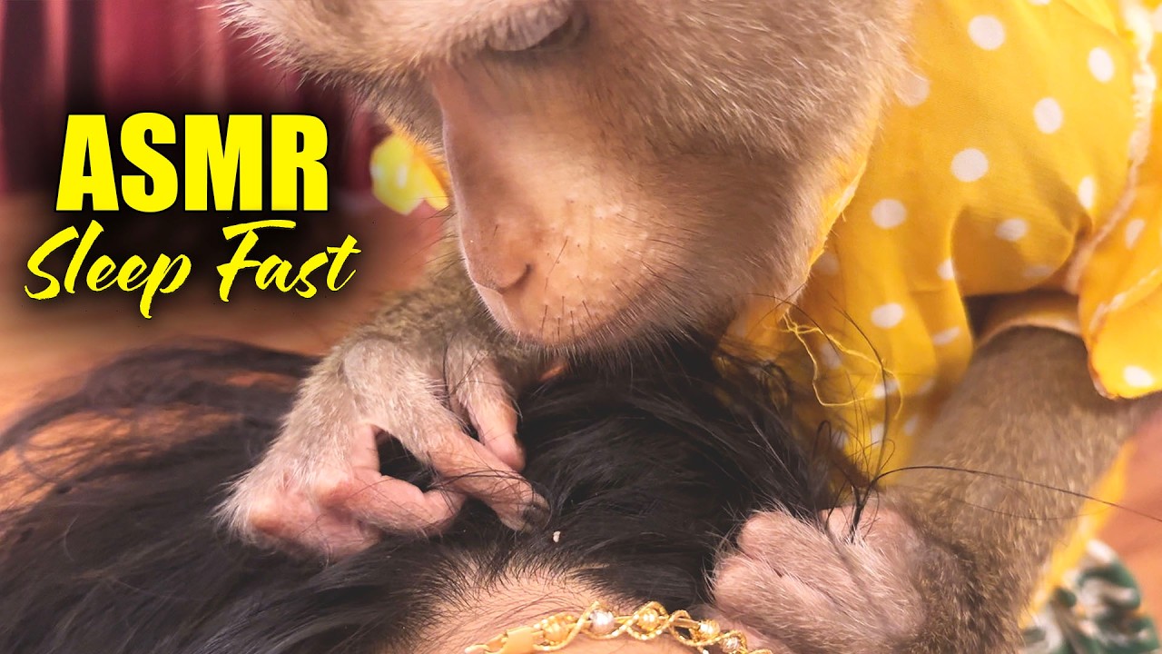 ASMR For People Who NEED Sleep Fast | Monkey Grooming Human (Close Up)