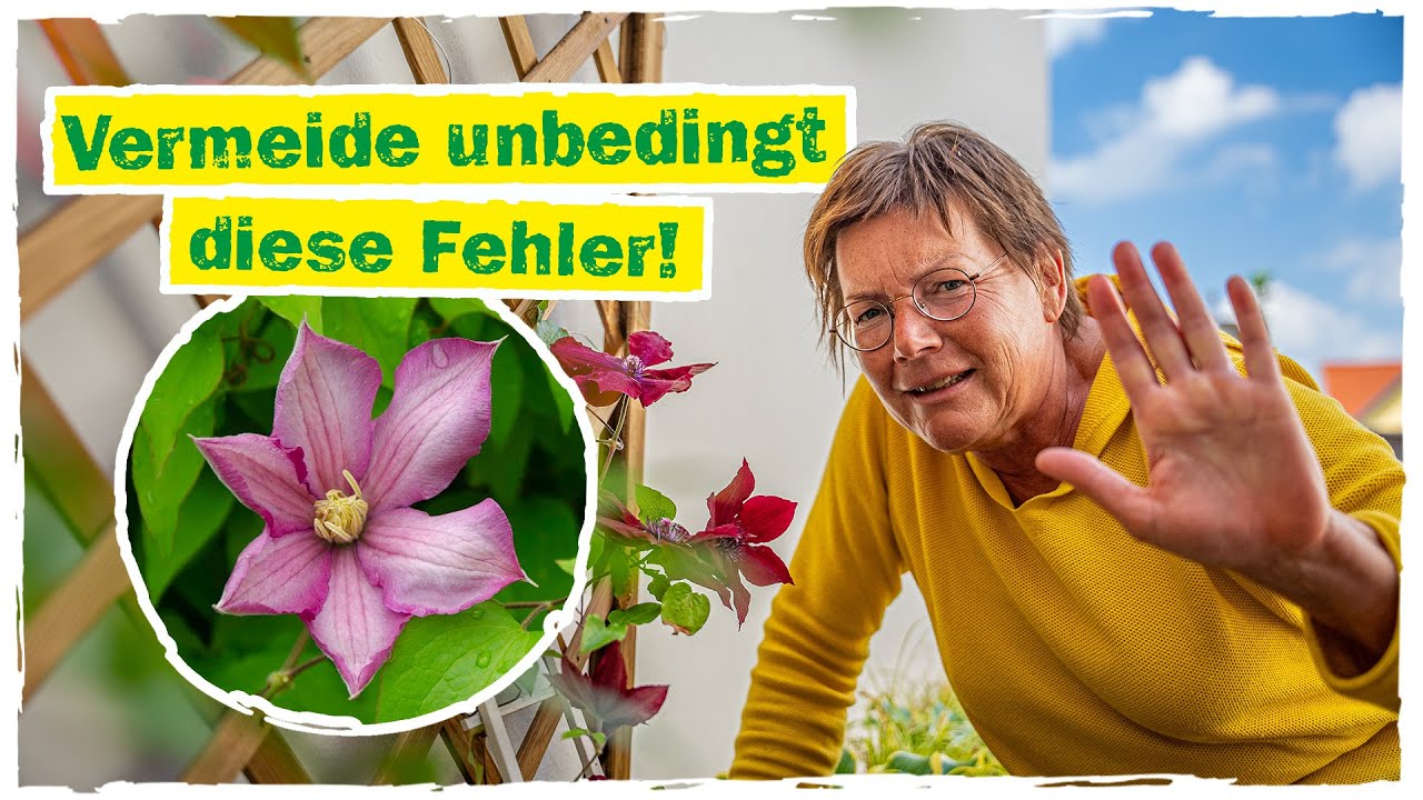 CLEMATIS IM KÜBEL: Vermeide diese Fehler beim Clematis pflanzen!