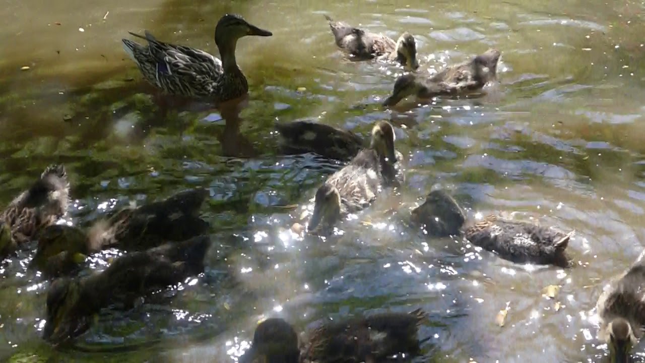 Adolescent ducklings eating, Botany Pond