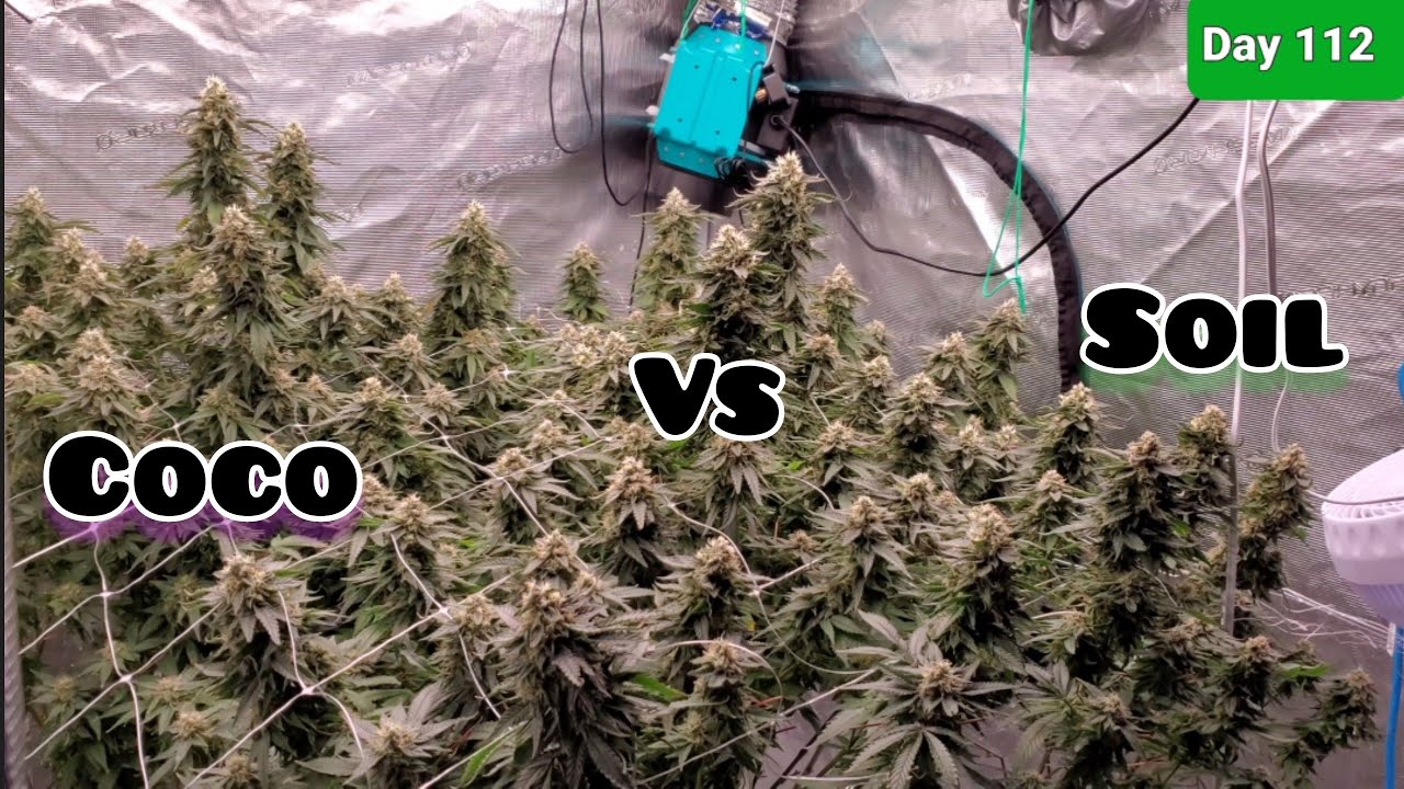 Final Look Before HARVEST COCO VS SOIL, HUGE BUDS everywhere  under the FC6500,#MarsHydroBlackFriday