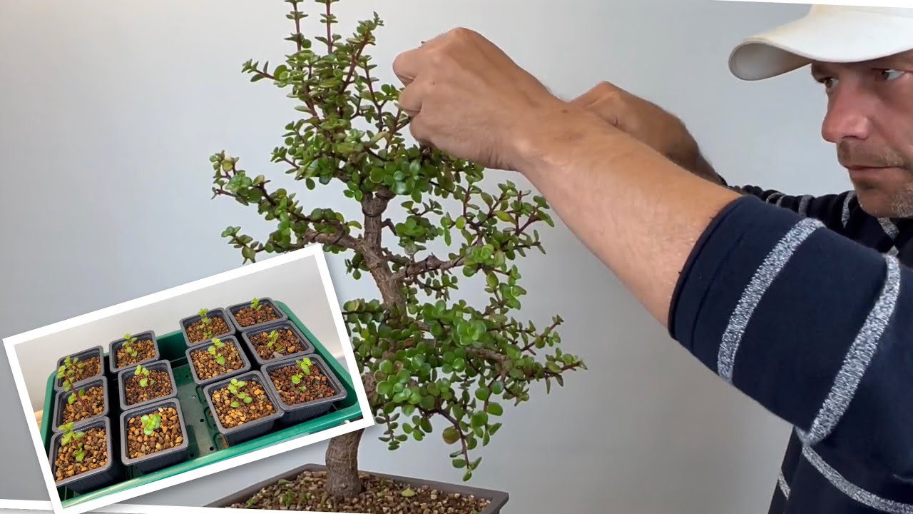 🇮🇹 Bonsai Portulacaria Afra lavori, informazione e talea