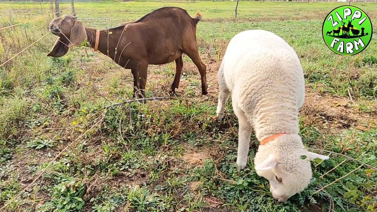 FarmNapló 13. rész Készülünk a télre
