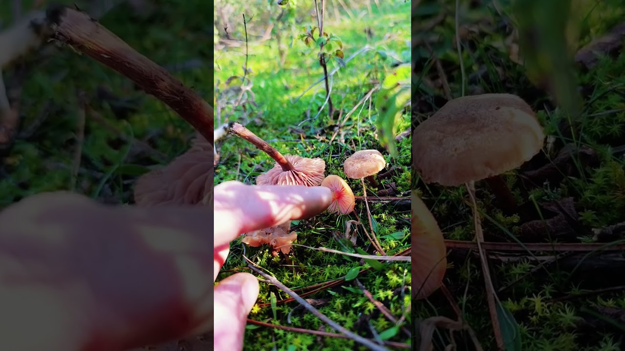 Laccaria laccata (Mumsu laccaria ) zehirsizdir 🙌 #mushroom  #dogatutkunu #dogagezgini #mantarbilimi