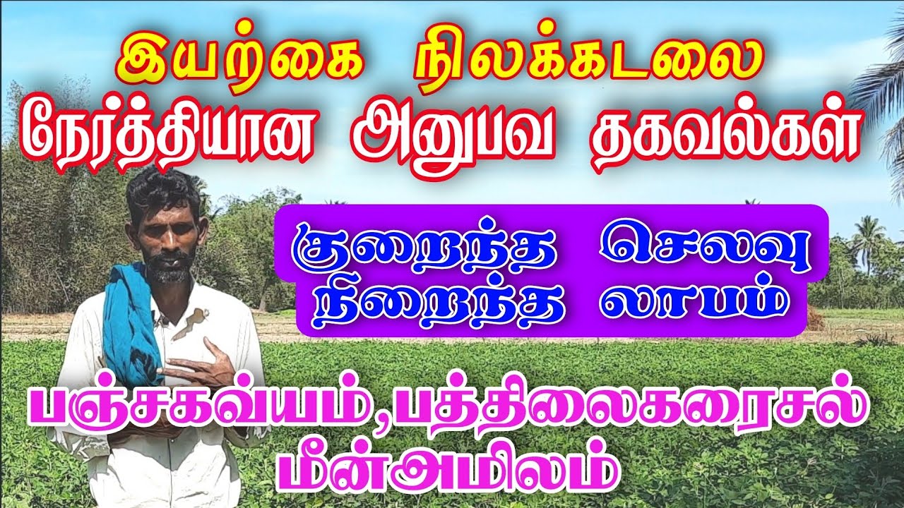 இயற்கை வழியில் நிலக்கடலை சாகுபடி Groundnut cultivation in Organic agriculture