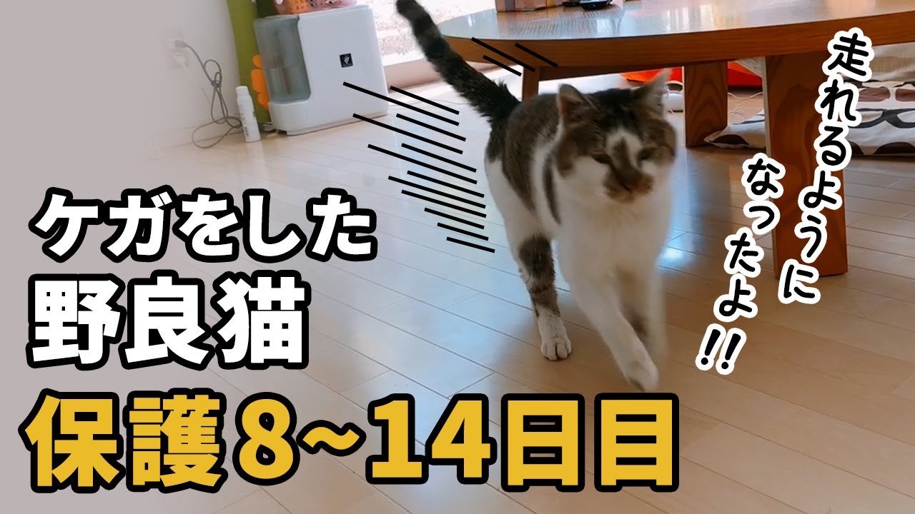 ケガした野良猫を保護した【8~14】保護して8日～14日目の様子をまとめました