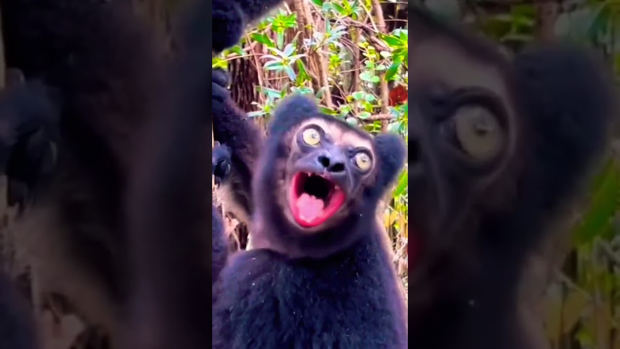#orangutan #monyet #bekantan #monky #gorilla #hutan #flores #wildlife #jungle #funny