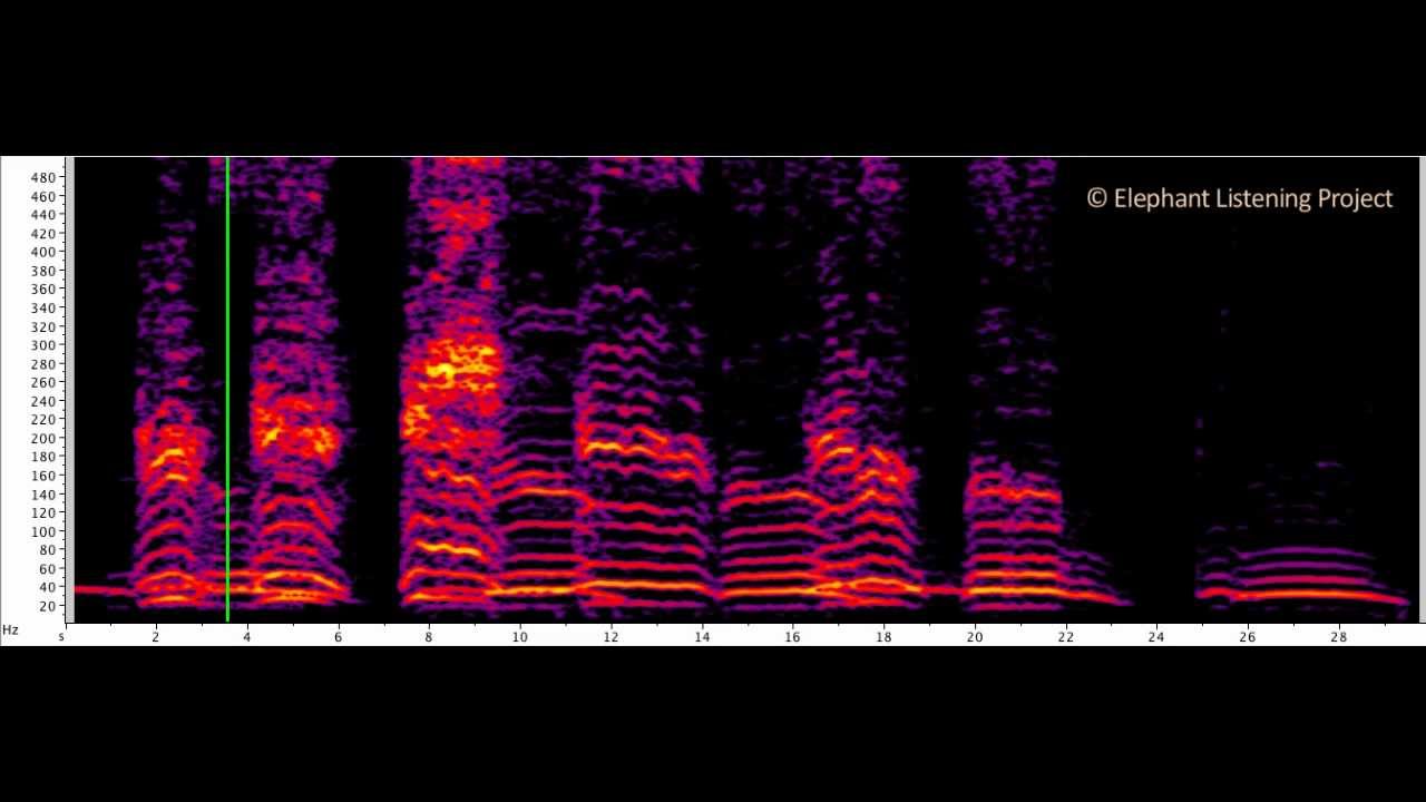 Forest Elephant Vocal Greeting