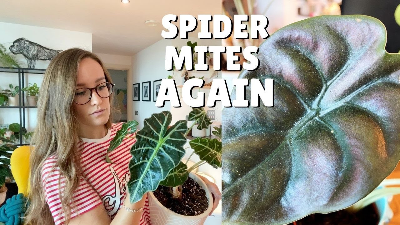 Spider Mites Again !? | Spend the Morning Killing Spider Mites with Me