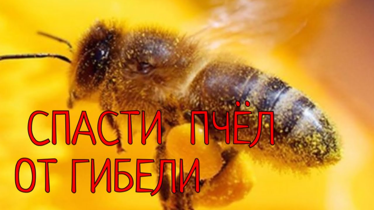 НЕ ДОПУСТИТЬ ГИБЕЛЬ ПЧЕЛИНЫХ СЕМЕЙ