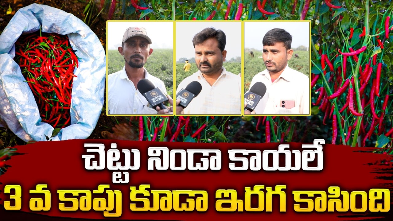 చెట్టు నిండా కాయలే3 వ కాపు కూడా ఇరగ కాసింది |Mirchi seeds | #anchornagesh  @Signature Studios