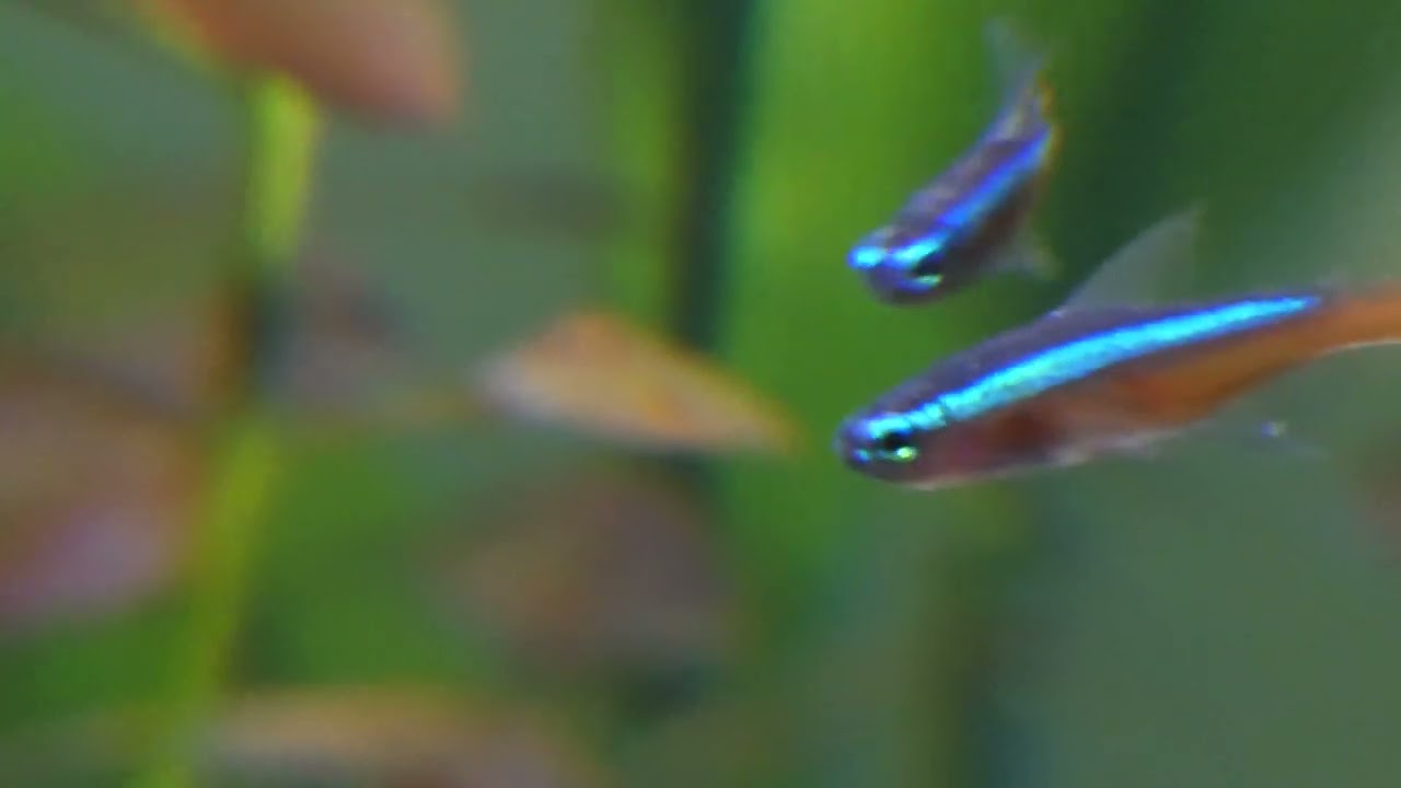 Aquafinity - Cardinal Tetra【Official Music Trap】