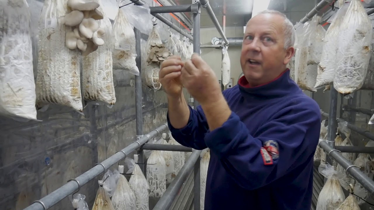 Nieuw bij Novalishoeve op Texel: oesterzwammen die groeien in koffiedik!