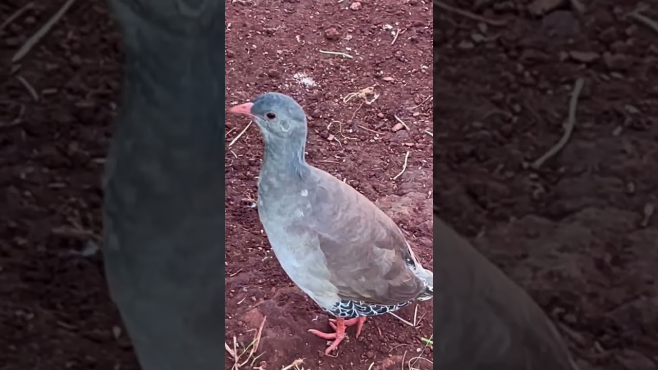 CANTO PRA ATRAIR LAMBU P&Eacute; VERMELHO