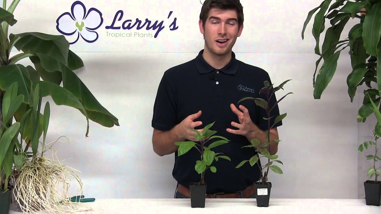 How To Grow Okinawan & Longevity Spinach