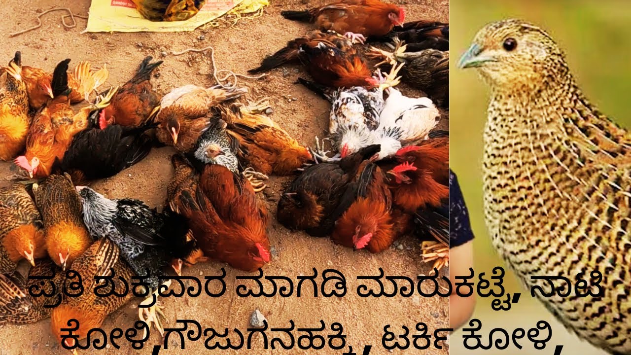 ಪ್ರತಿ ಶುಕ್ರವಾರ ಮಾಗಡಿ ಮಾರುಕಟ್ಟೆ, ನಾಟಿ ಕೋಳಿ,ಗೌಜುಗನಹಕ್ಕಿ , ಟರ್ಕಿ ಕೋಳಿ, July 2024/