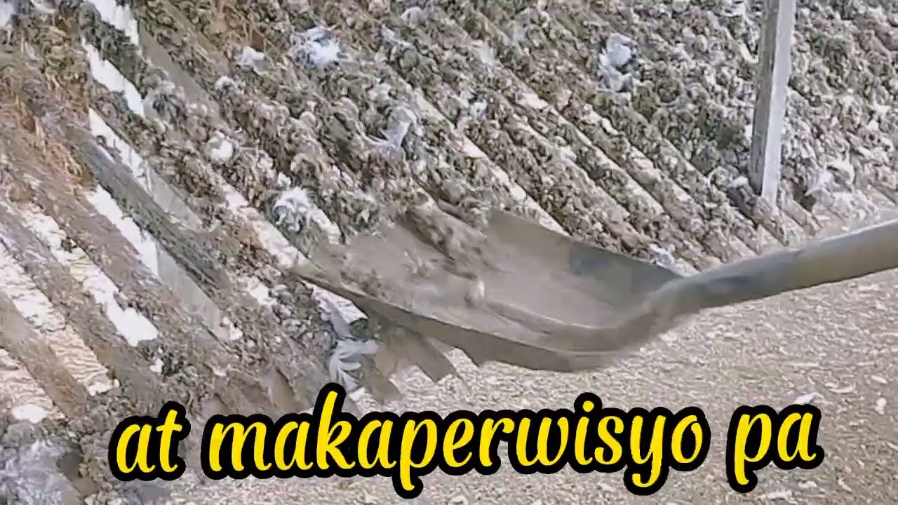 SOLUSYON SA MABAHO AT MALANGAW NA POULTRY| POULTRY FARMING