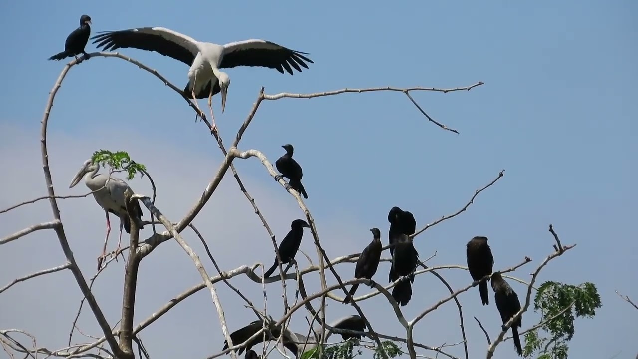 waterfowl lifestyle family life#birds #wildlife 