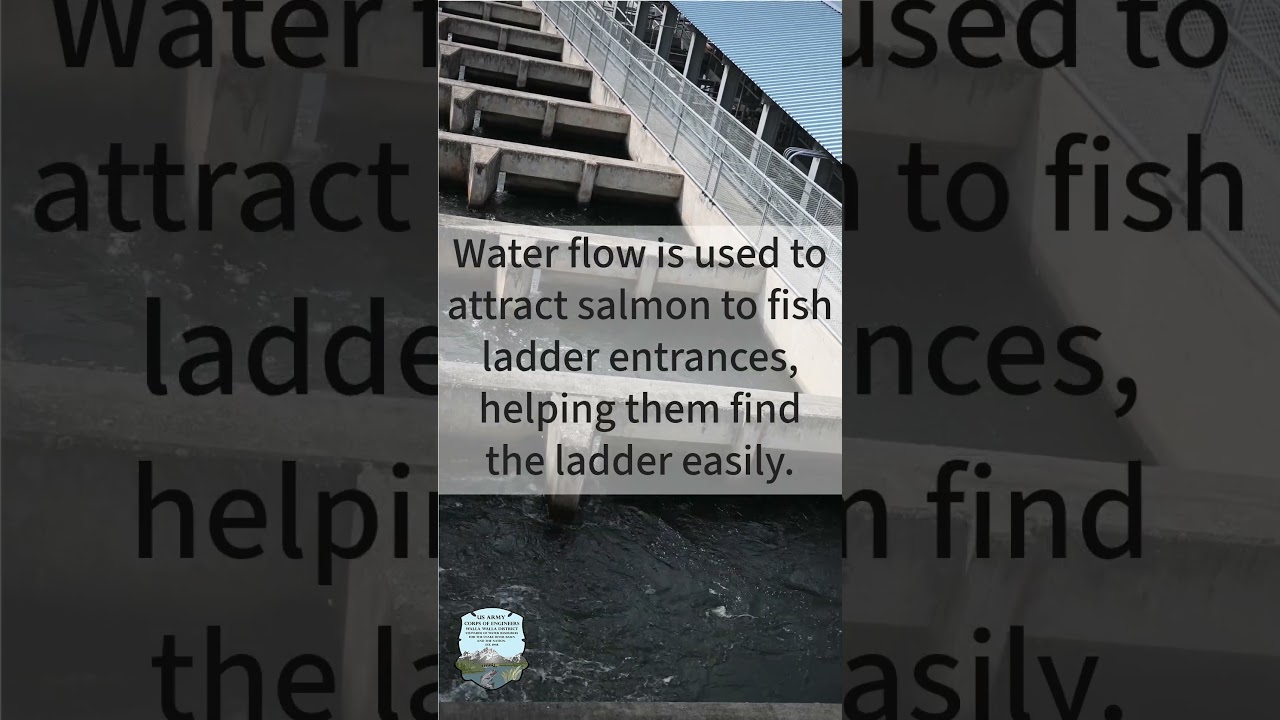 Using water flow to direct fish  #fishpassage #water